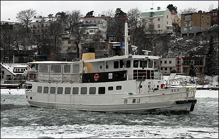 Rex av Stockholm vid Ekensberg, Stockholm 2019-01-27